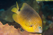 threespot damselfish